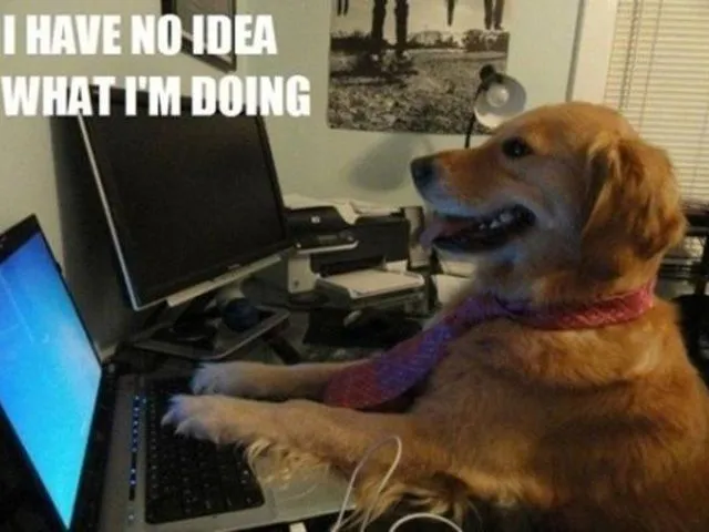 I have no idea what i'm doing.